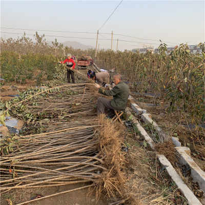矮化鸡心红樱桃苗与破碎机的实用指南 图片展示及应用解析